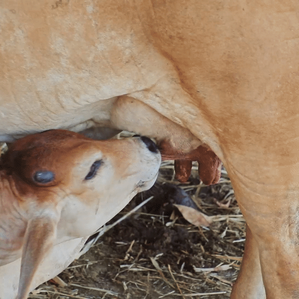 Brahmras Natural farm